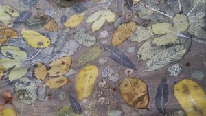 Ecoprint by zee
